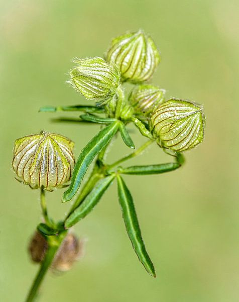 Seed Boxes faded flowers by Rietje Bulthuis