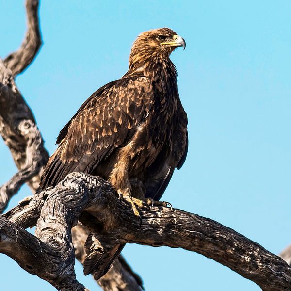 Wahlbergeagle or browneagle by Rob Smit