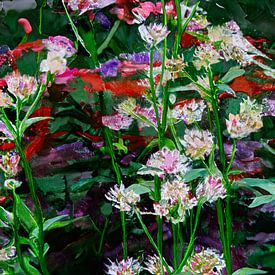 Astrantia major im Garten von Patricia Hofmeester