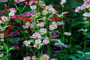 Astrantia major im Garten