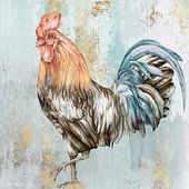 Gallus gallus domesticus