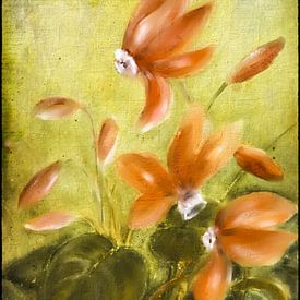 Alpenveilchen -  Cyclamen von Christine Nöhmeier