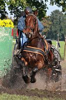 Paard tijdens wedstrijd