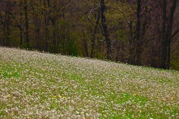 Shepherd's tasje