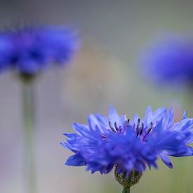blauwe korenbloemen van Kaat Nobelen