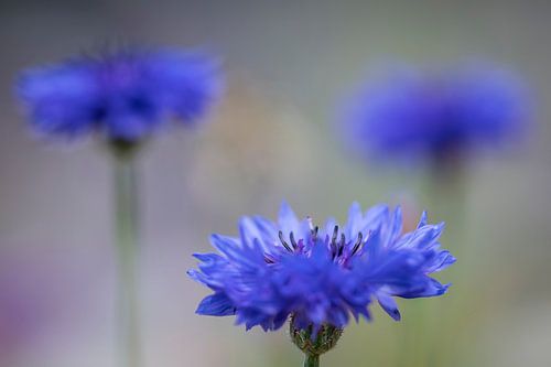 blaue Kornblumen