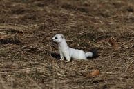 Hermelijn (Mustela erminea) Duitsland van Frank Fichtmüller thumbnail