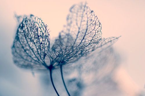 La beauté de la décomposition