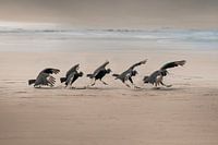Rituele Dans van Gieren op het Strand