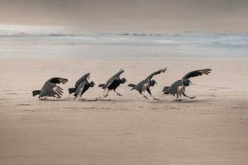 Rituele Dans van Gieren op het Strand van Femke Ketelaar