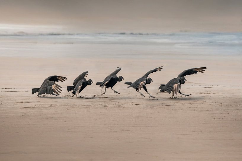 Rituele Dans van Gieren op het Strand van Femke Ketelaar