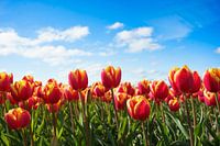 Dancing tulips under a Dutch blue sky