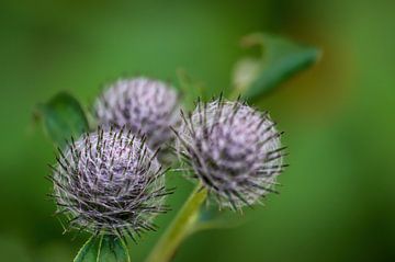 Distelbloemen van Mario Plechaty Photography