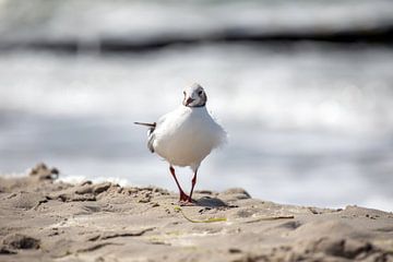 Fischland-Darß-Zingst: meeuw op het strand van t.ART