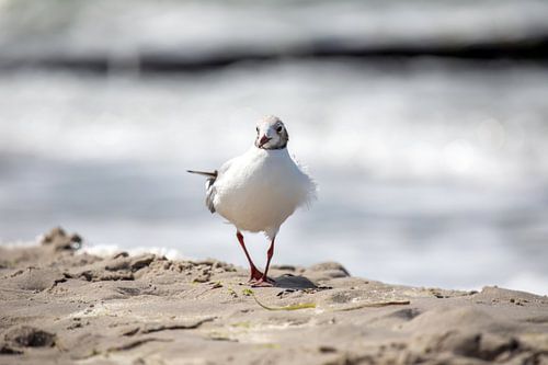 Fischland-Darß-Zingst: meeuw op het strand