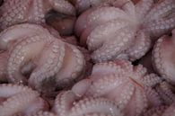 Inktvis / Squid, Marsaxlokk, Malta  van Maurits Bredius thumbnail