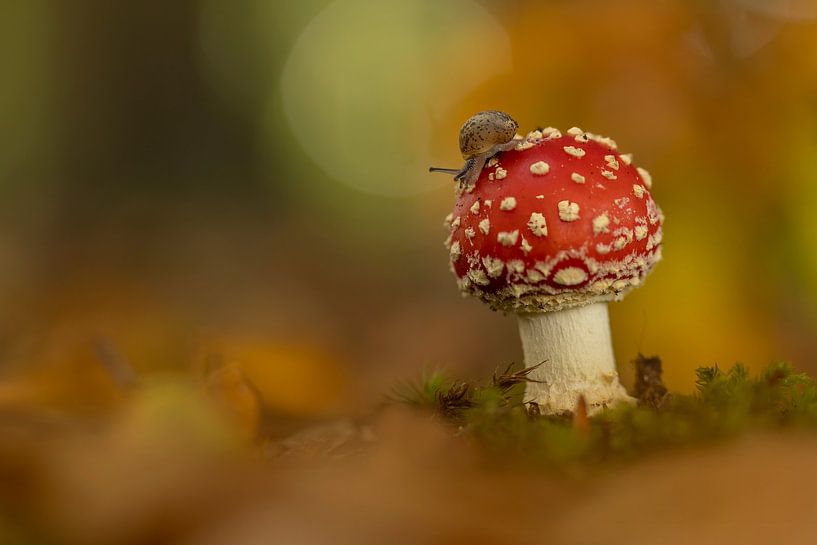 L'amanite tue-mouches avec un escargot par Ina Hendriks-Schaafsma