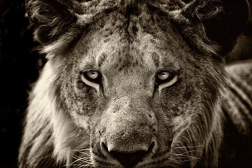 Portret van een jonge mannetjes Leeuw.