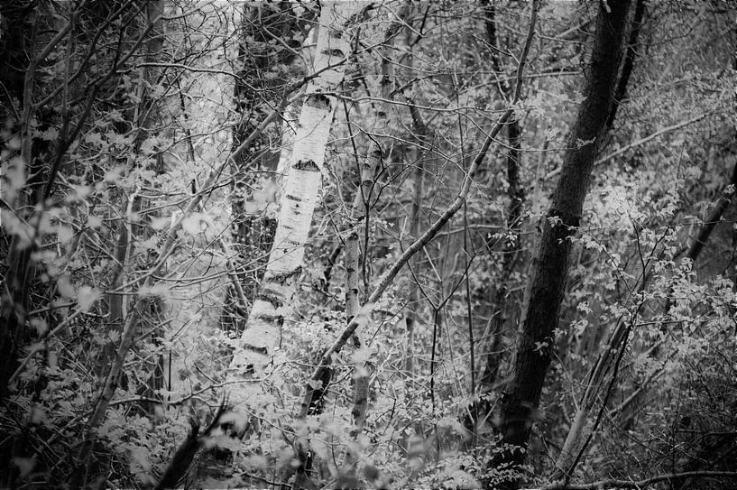 Same But Different by Thira Bee