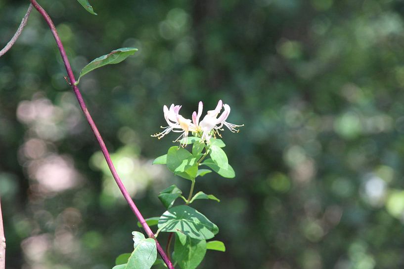 Bloem (4-7-2017) van Simone Kursten