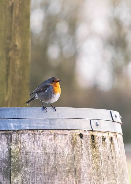 Roodborst van Betty van der Steen