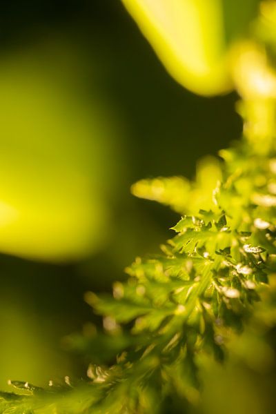 Image vert tendre par Yvonne van den Hatert