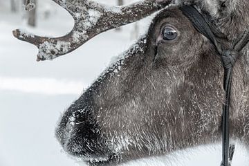 Reindeer by Rene Wolf