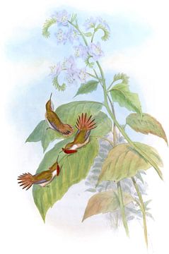 Little Flame-bearer, John Gould by Hummingbirds