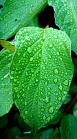 It's raining