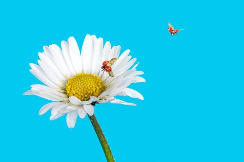 Madeliefje met lieveheersbeestje