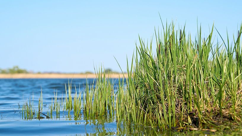 Lake in the Zuwachs Külzauer forest by Heiko Kueverling