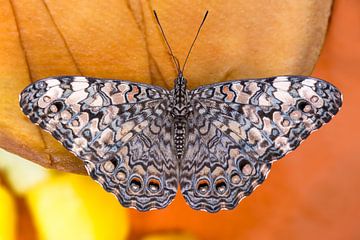 Passiflore papillon aux ailes larges sur un morceau de fruit (papillon hamadryas)