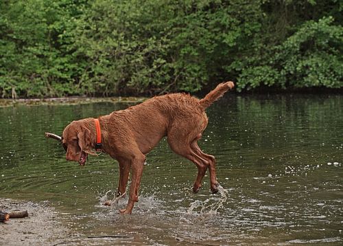 Waterspelletjes aan het meer met een bruine Magyar Vizsla draadhaar.