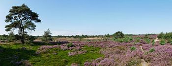 Aekingerzand avec bruyère fleurie