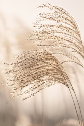 Grass plumes in soft light and soft color tones