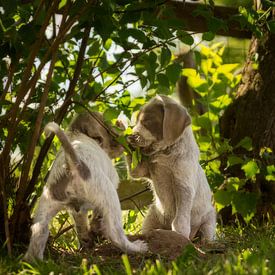 Klein geheim van Mogi Hondenfotografie