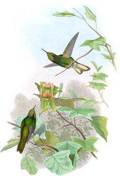 Geelachtige panoplites, John Gould van Hummingbirds