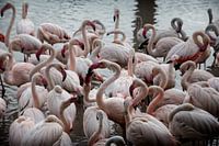 more than 400 flamingo's