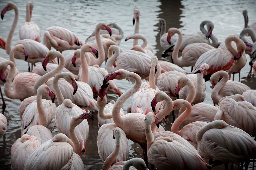mehr als 400 Flamingo&#039;s von Bas Quaedvlieg