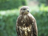 buizerd op een paaltje , in het zonnetje