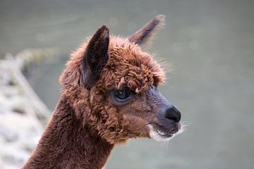 Portret van een bruine alpaca ookwel Vicugna pacos een berglama uit Zuid-Amerika van W J Kok