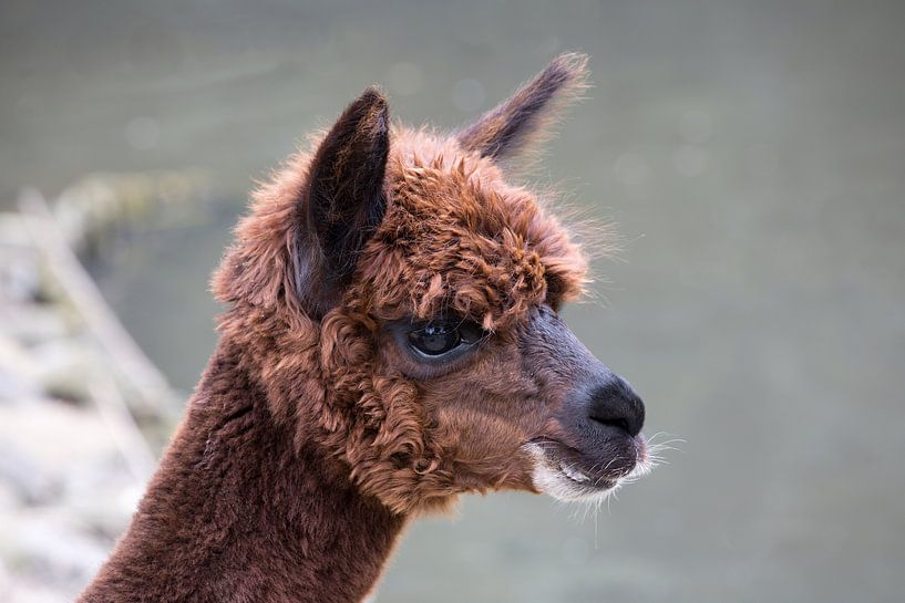 Portrait d'un alpaga brun alias Vicugna pacos un lama de montagne d'Amérique du Sud par W J Kok