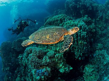 Schildkröte und ein Fotograf von Ilan Ben Tov