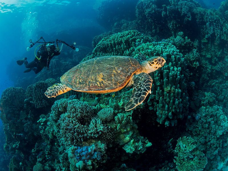 Turtle and a photographer by Ilan Ben Tov