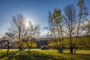 Erste Sonnenstrahlen über dem Taunuswald