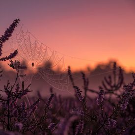 Toile d'araignée à l'éclat de la bruyère violette sur Susan van der Riet