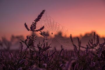 Spinnenweb in gloed van paarse heide van Susan van der Riet