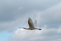 lepelaar in vlucht
