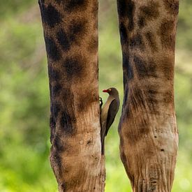 Yellow Billed Oxpecker 'reinigt' de huid van de giraffe van Cees Stalenberg