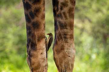 Yellow Billed Oxpecker 'reinigt' die Haut der Giraffe